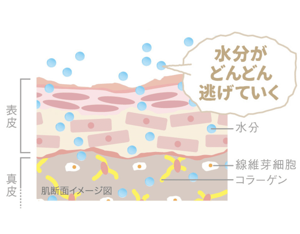 乾燥したお肌の図